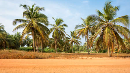 The beautiful colors and palm trees of the fishing road in south Benin, West Africaの写真素材