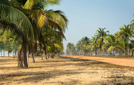 Red earth with coconut palms, its the paradise in Benin, west Africaの写真素材