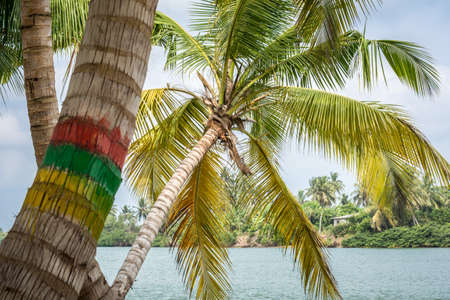 Palm trees with the colors yellow green red on the trunkの写真素材