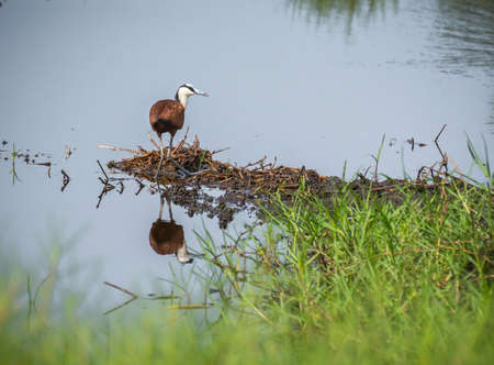 blue-headed jacana in the mangrove in Benin west africaの写真素材
