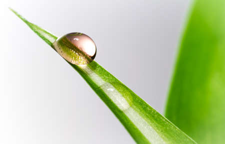 Water drop on a green leaf with a white backgroundの写真素材