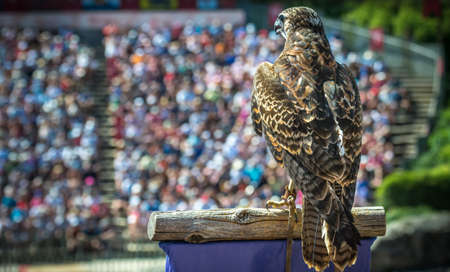 The buzzard is waiting his moment to fly over the publicの写真素材