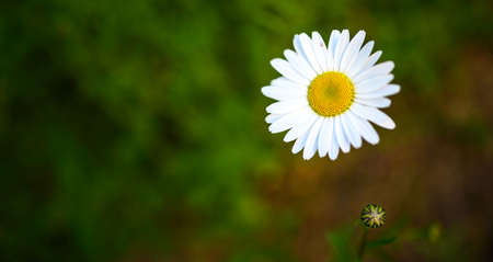 Macro of daisy flower in field during the summerの写真素材