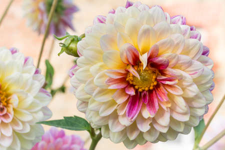 macro of White and pink Dahlia flowerの写真素材