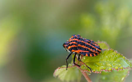 Macro of red shield bug in the morning with lot of water dropの写真素材