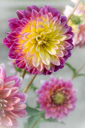 macro of yellow and pink Dahlia flowerの写真素材