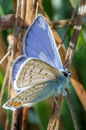 a Blue butterfly in the garden. it is an Argusの写真素材