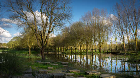 a tree alley with reflections in the water, in the parkの写真素材