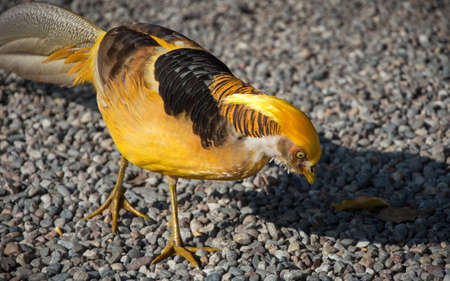 a yellow pheasant on pebbles in italyの写真素材