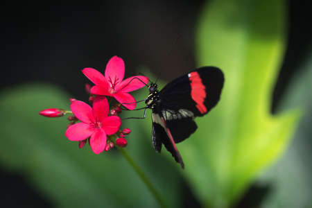 Black and red butterfly on a pink flower in the parkの写真素材