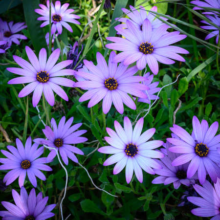 blossoming purple osteospermum flower in the garden in the morningの写真素材