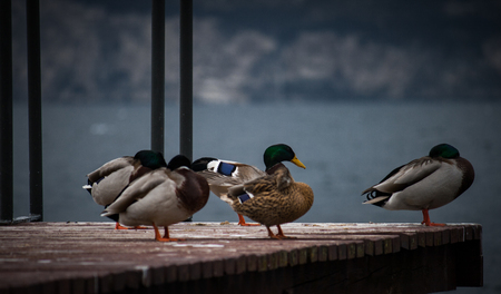 Ducksの写真素材