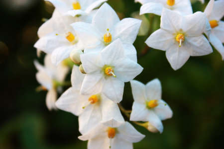 Beautiful white flowersの写真素材