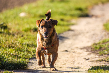 little brown dog walking on the streetの写真素材