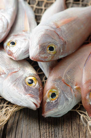 Pile of fish fish marketの写真素材