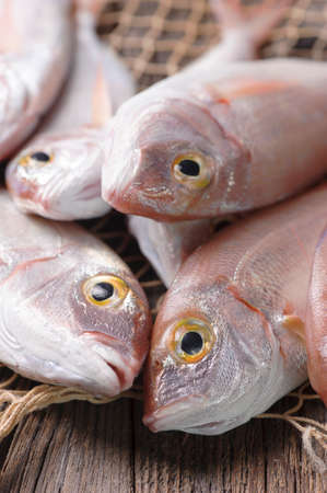 Pile of fish fish marketの写真素材