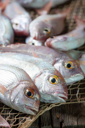 Pile of fish fish marketの写真素材
