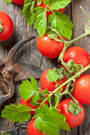red cherry tomatoesの写真素材