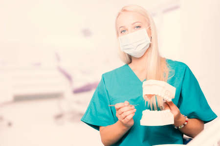 Female dentist, keeps in hand model of teeth.の写真素材
