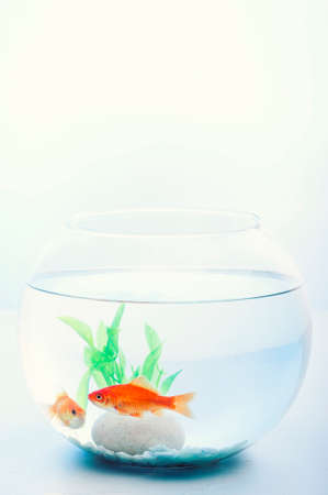 Goldfish in a bowlの写真素材