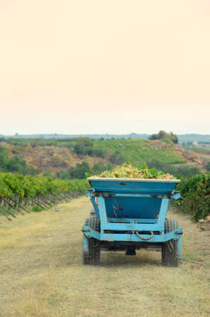 Tractor with grapesの写真素材