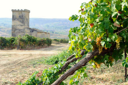 Vineyards in rows and white grapes