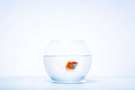 A single goldfish in a bowl.の写真素材