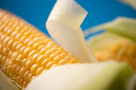 Yellow fresh Corn with leaves close up on a blue background