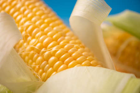 Yellow fresh Corn with leaves close up on a blue backgroundの写真素材