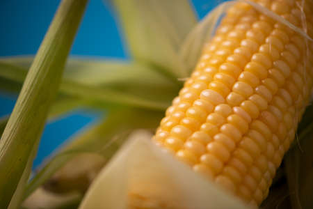 Yellow fresh Corn with leaves close up on a blue background
