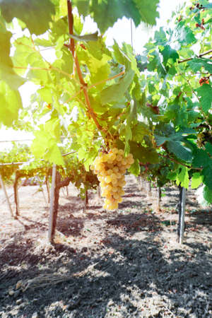 White grape in a wineyeard