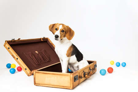 Cute beagle posing in a studioの写真素材