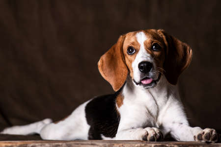 Cute beagle posing in a studioの写真素材