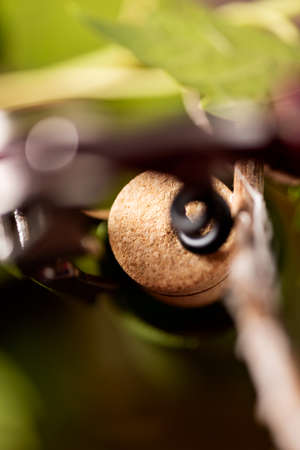 Wine Bottle closeup