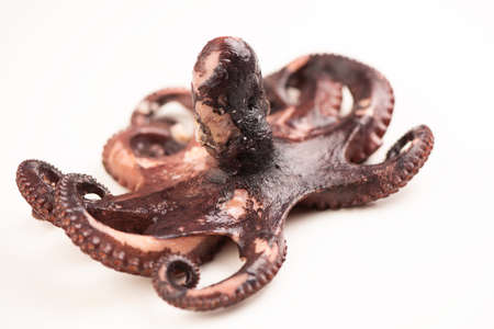 Boilled octopus on white background