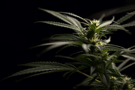 A  female cannabis flower close upの写真素材
