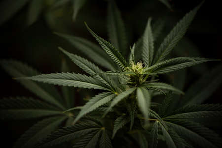 A  female cannabis flower close upの写真素材