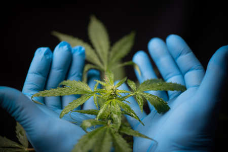 Doctor`s hands in blue medical gloves hold branch branch cannabis with green leaves close up