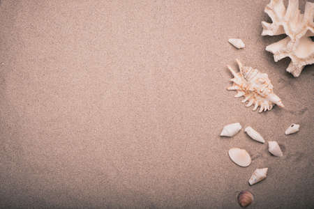 Sand with seashells. Summer vacation concept. Top view
