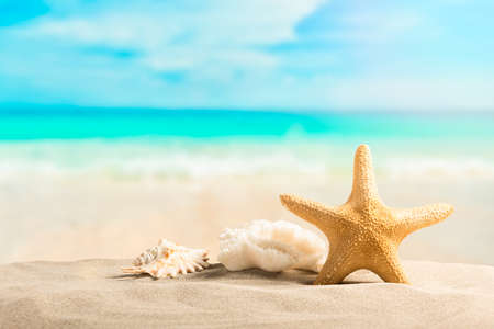 Summer beach with starfish and shells. Background sea. Hello summer