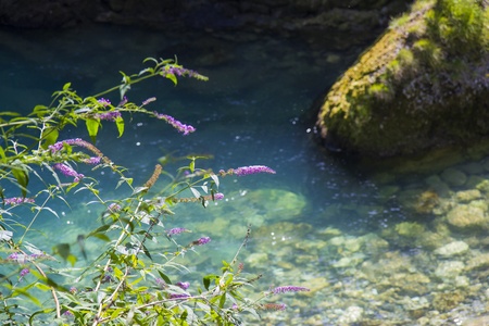 Purple flowers on the Nossa river, Ponte Nossa  BG の写真素材