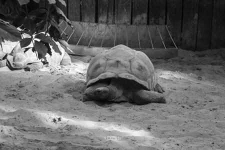 Black and white shot of a turtleの写真素材