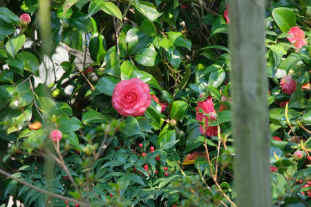 Pink camellia flowers on a treeの写真素材