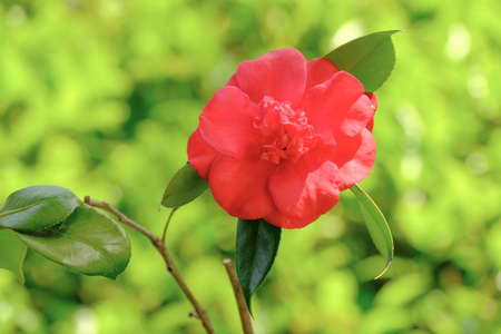 Red camellia flower on a tree