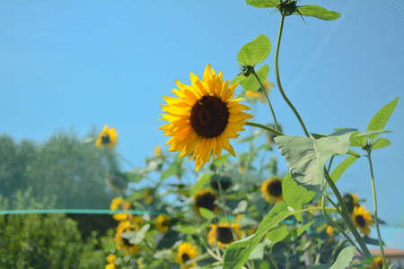 Como, Lombardy / Italy - July 29 2020: Bright yellow sunflower in a garden.