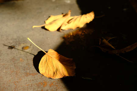 Autumn leaves on the ground. Selective focus. Nature.の写真素材
