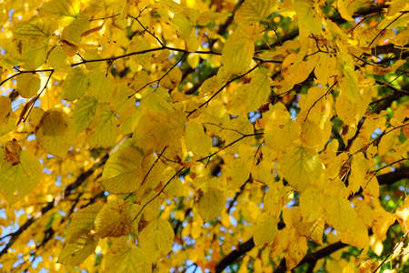 Yellow leaves on the branches of a beech tree in autumn.