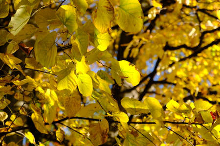 Yellow autumn leaves on the branches of a tree close-up.