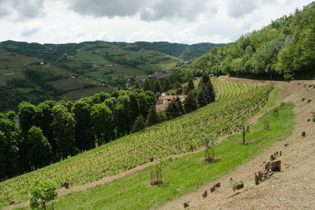 Vineyards on the hills of the Emilia-Romagna region in Italyの写真素材