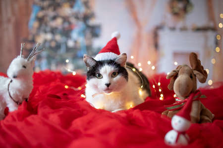 cat photography for christmasの写真素材